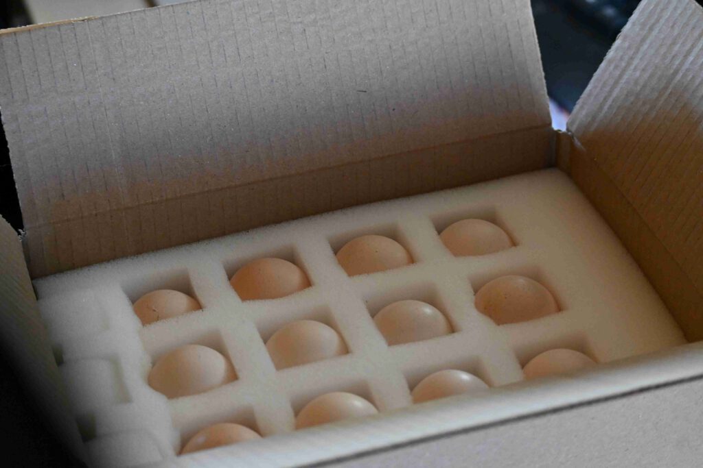 Bio Bruteier Triesdorfer Landhuhn